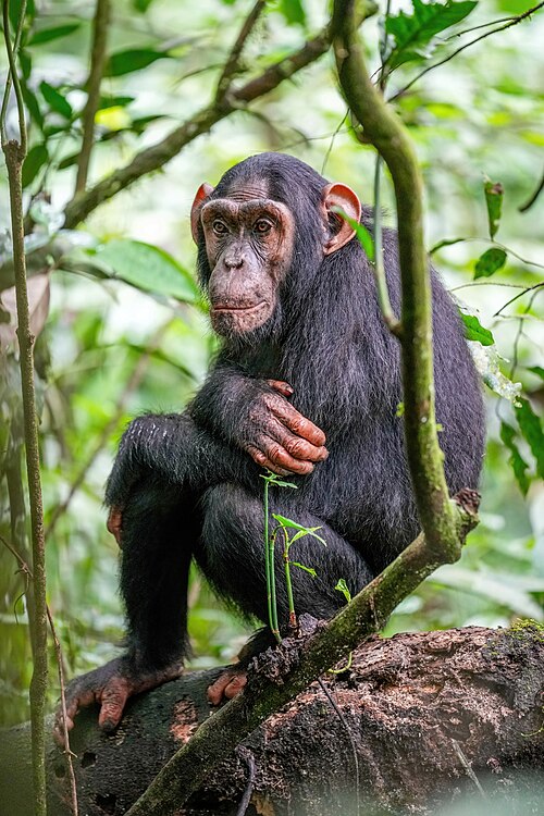Common Chimpanzee